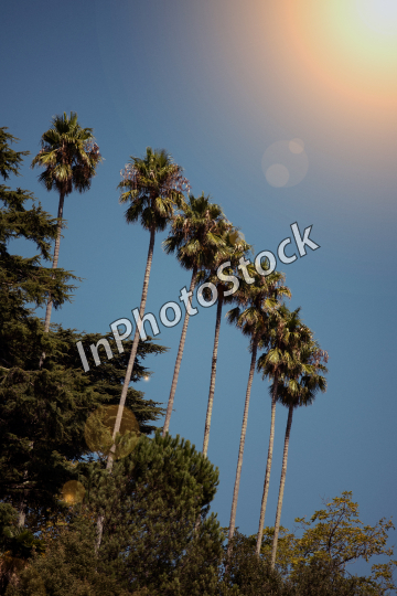 The sun's rays illuminate the large palm trees