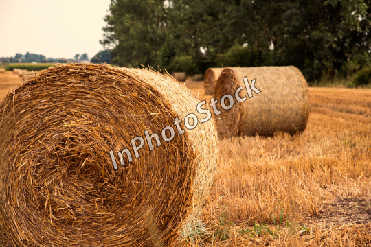 Round bales of straw in the meadow
