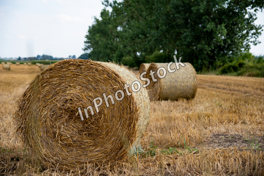 Golden sheaf of hay in a field in summer