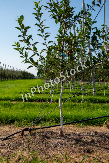 Apple orchard. Apples in a fruit orchard.
