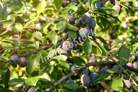 Plums on the branch of a fruit tree. Fruit orchard with words. 
