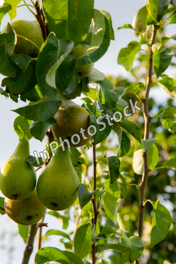 Ripe pears on the trees