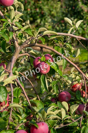 Photo of an apple orchard. Apples among the green leaves of the apple tree. 