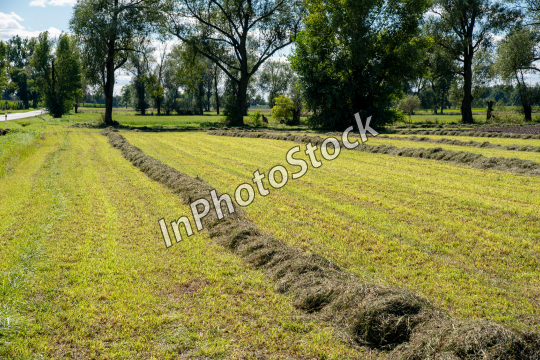 View of the field after the harvest. Hay laid out in the field.