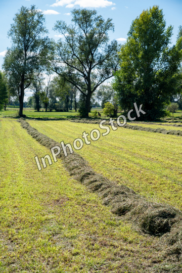 Rural landscape. Hay laid out in the field.