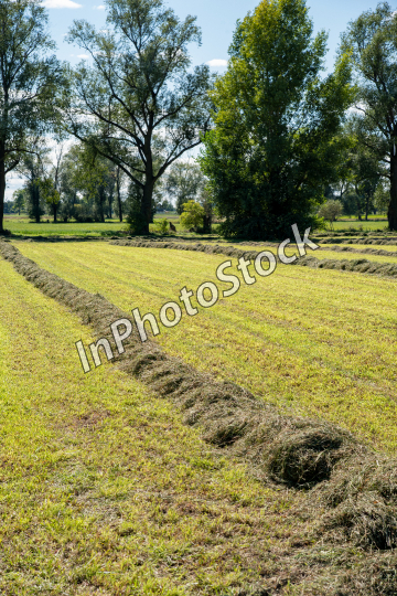 Hay laid out in the field. Rural landscape among fields.