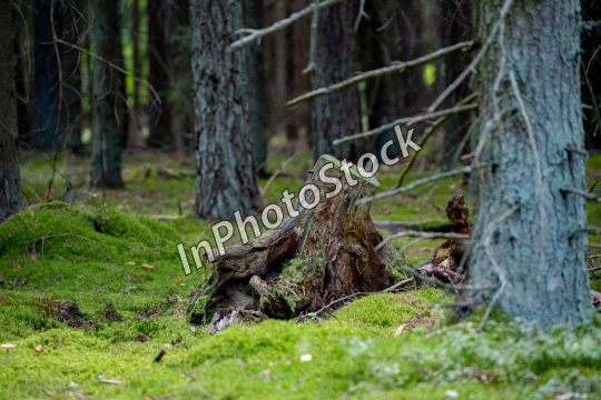 Photo of trees growing in the forest. Forest landscape.