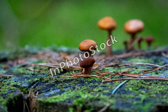 Little mushrooms. Mushrooms in the forest. 