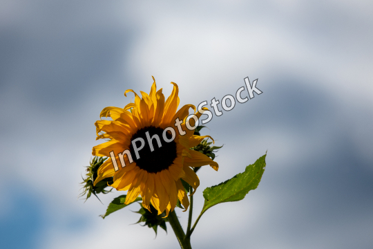 Yellow sunflower against the sky. Yellow sunflower.