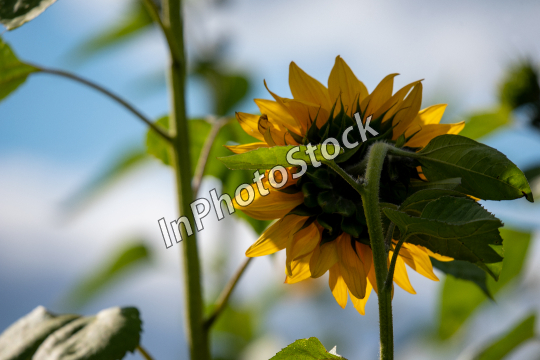 Yellow sunflower. Sunflower photo.
