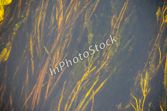 Seaweed in the river. Vegetation growing in water visible below the surface. 