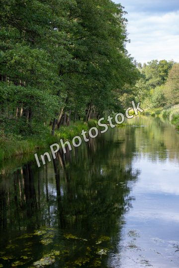 Green forest with water. Picturesque landscape of trees by the river.