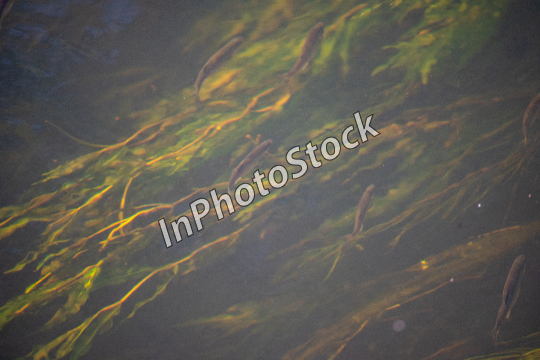  The plant grows in water. Photo of aquatic vegetation. 