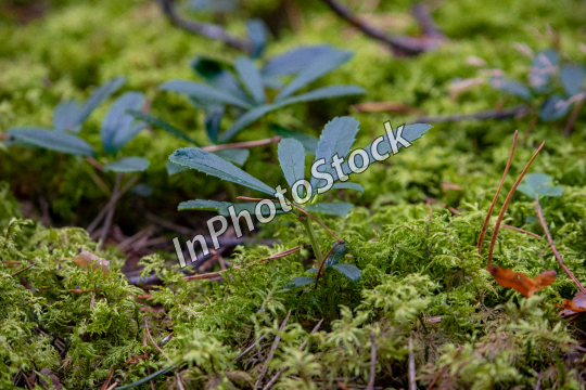 Photo of the moss. Green moss in the forest. 