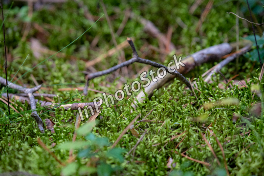 Forest vegetation. Photo of the moss. 