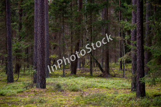 Forest nature. Photo of trees growing in the forest.