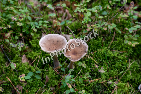 Photo of the a mushroom growing in the moss in the forest. inedible mushroom. 