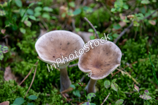 Gray water mushroom of green moss. Mushrooms growing in the forest.