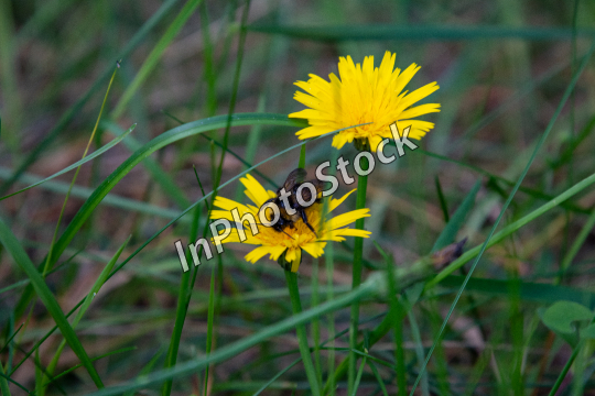 Yellow dandelion among the grass