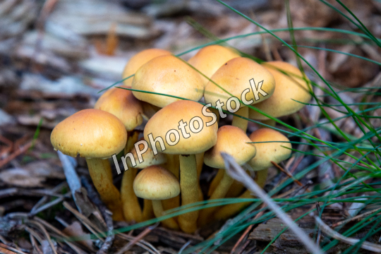 Mushrooms in the forest. Yellow water mushroom of green moss. 