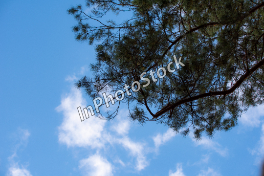 Photo of a coniferous tree crown with a sky background