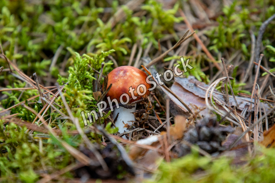 Mushroom in the forest litter. Photo of an edible mushroom.