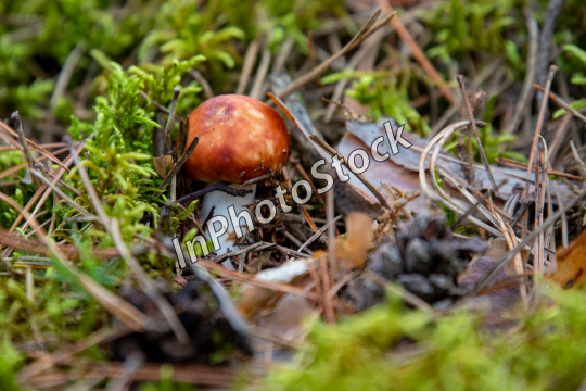 Photo of an edible mushroom. . Little mushroom growing in the forest.