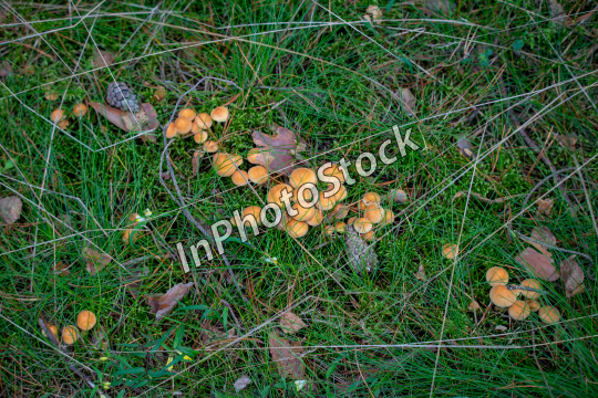 Yellow mushrooms growing in the undergrowth next to the cones