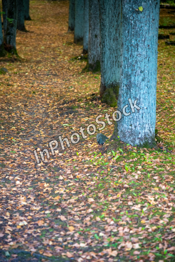 Forest photo. Trees in the forest