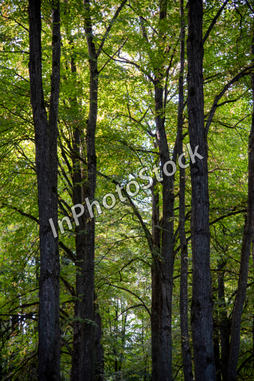  Forest landscape. Forest photo.