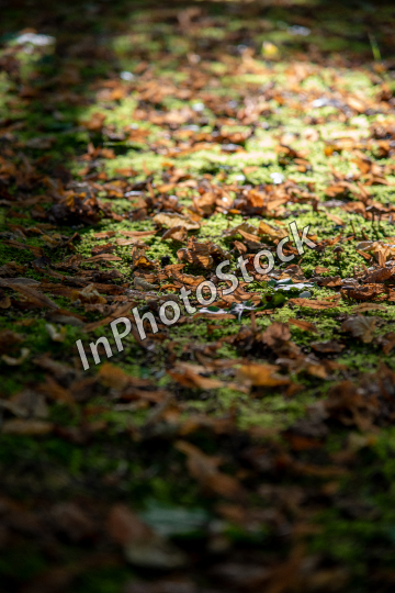 Photo of leaves lying in the forest. Forest undergrowth up close.
