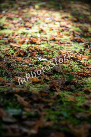 Dry leaves lying in the forest. Photo of leaves lying in the forest.