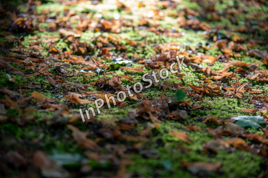 Undergrowth. Dry leaves lying in the forest.