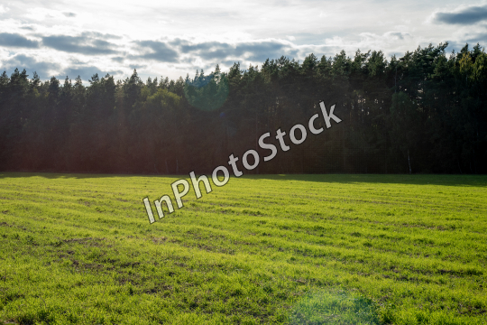 Field surrounded by trees. Photo of the countryside landscape. 