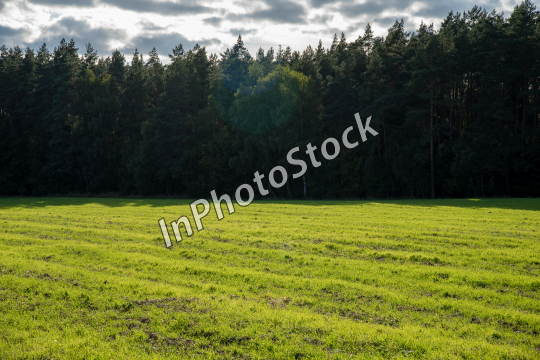  View of the green field. Field surrounded by trees. 