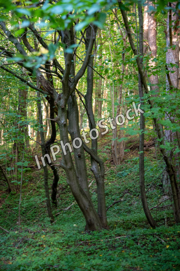 Forest landscape. Tall trees in the forest.