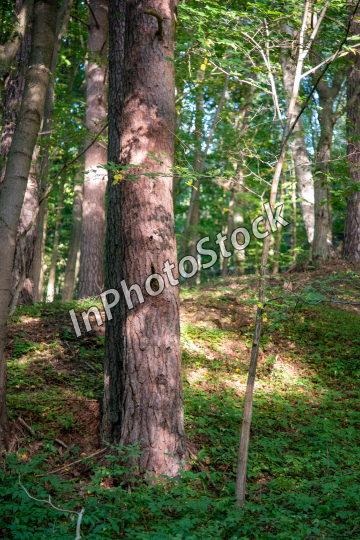 Photo of trees growing in the forest
