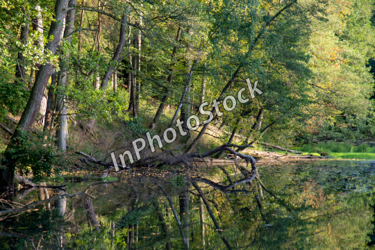 Forest over the water. Trees reflecting in the water surface.